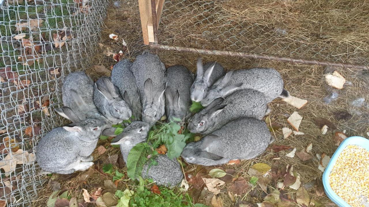 Pensiunea Agroturistica Cerna, Vaideeni, Valcea Dış mekan fotoğraf